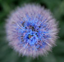 Alium Blue
